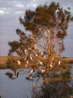 Aves al atardecer Aves al atardecer