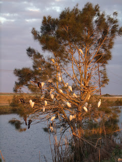 Aves al atardecer Aves al atardecer