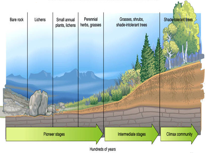 primary and secondary succession