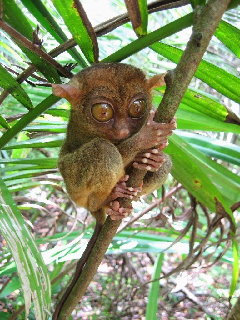 Marty Magic Travel Blog: Tarsiers and Chocolate Mountains