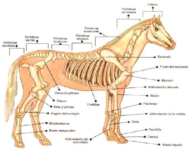 Todo Caballos y ponis Estructura ósea del caballo Todo Caballos y ponis Estructura ósea del caballo