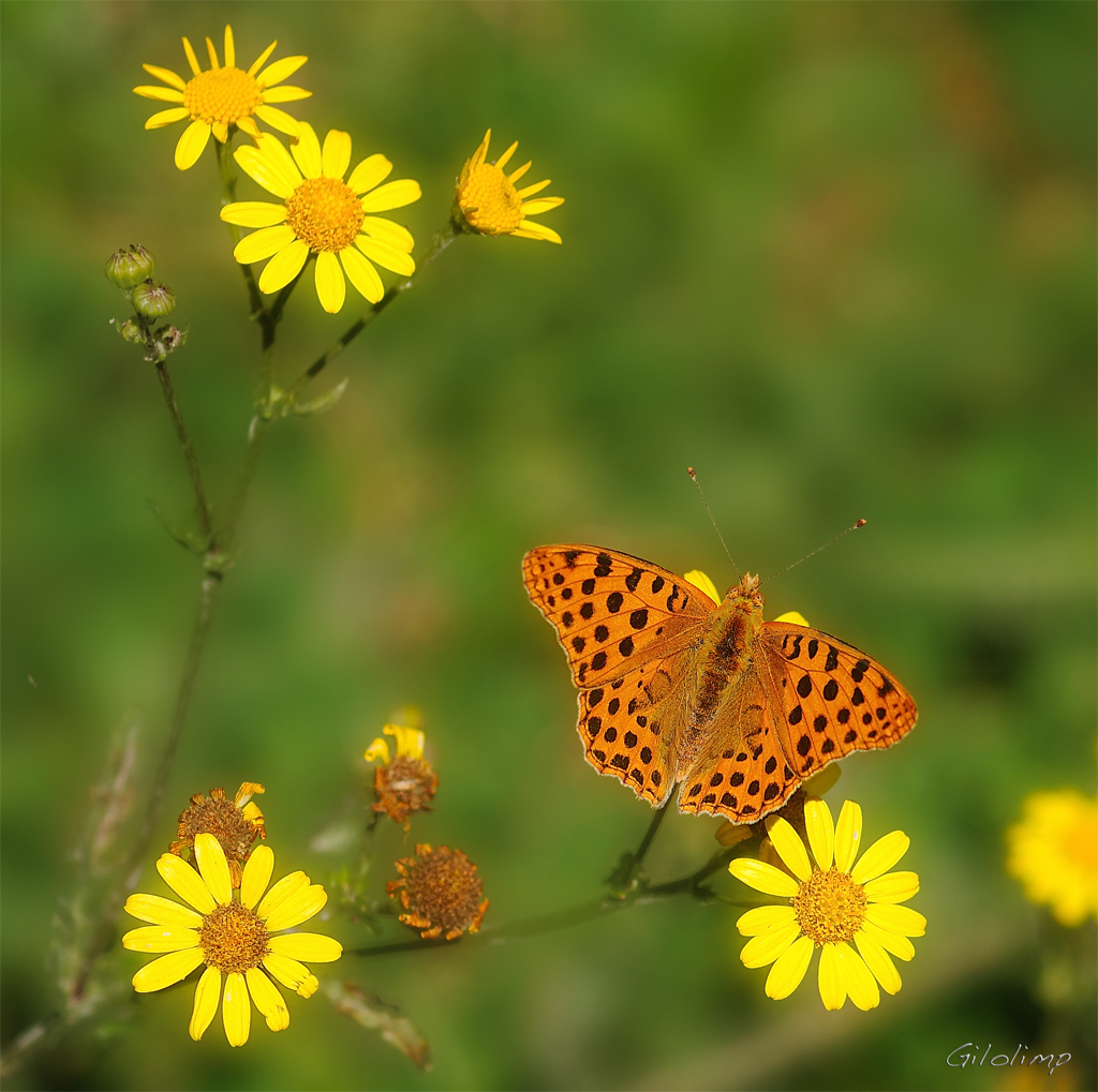 MARIPOSAS Vuela, vuela, vuela, vuela mariposa Pósate en la rama