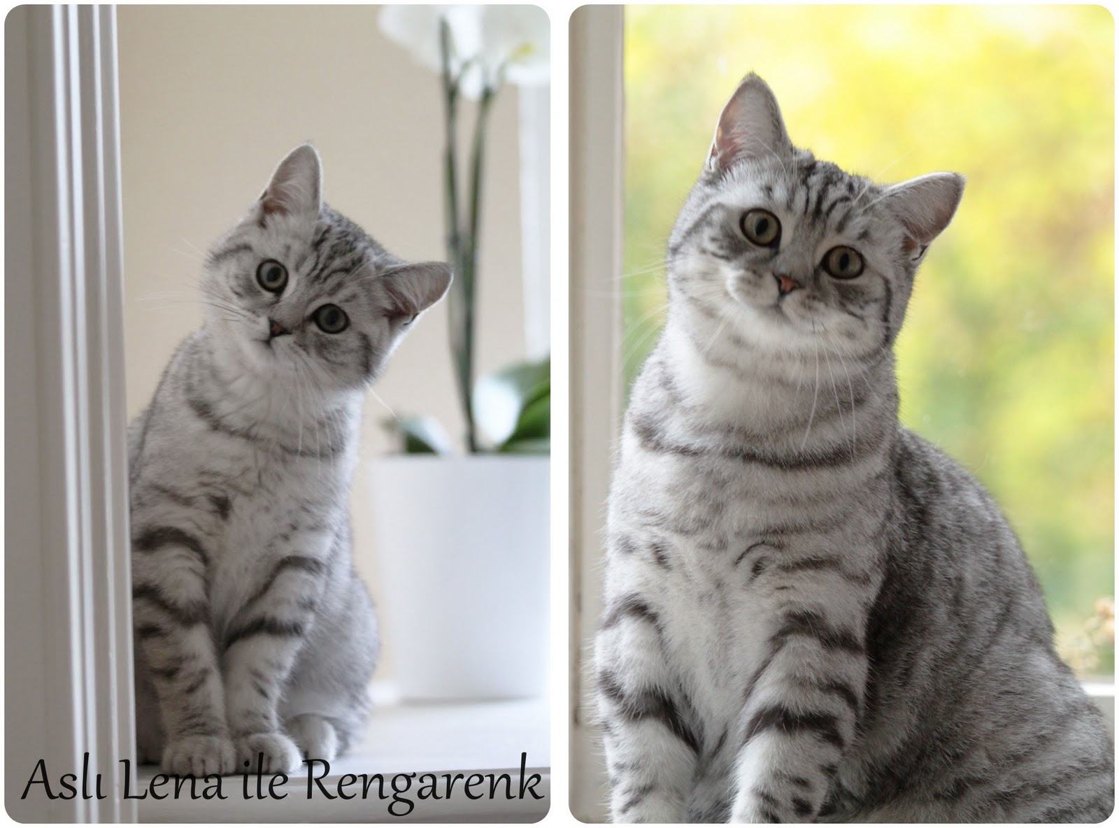 ASLI LENA İLE RENGARENK Bi kedi gördüm sanki