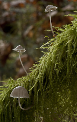 Tiny Mycena mushrooms growing on mossy tree limbs
