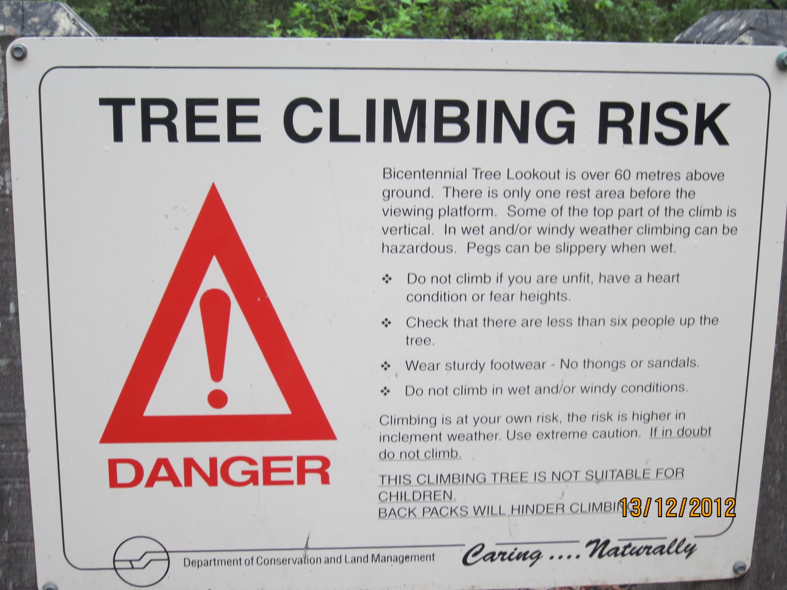 All Aboard the Mothership The Great Tree Climb