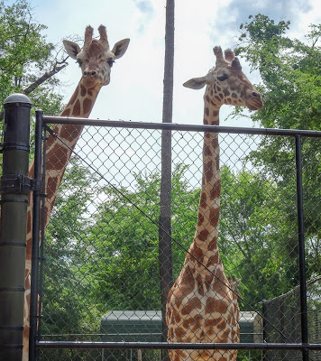 Mother's Day at the Birmingham, Alabama zoo
