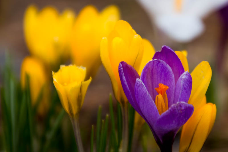 Crocus Weather And Then Some >> The Ac Is On Crocuses Crocus Weather And Then Some >> The Ac Is On Crocuses