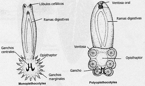 paraziți biocid