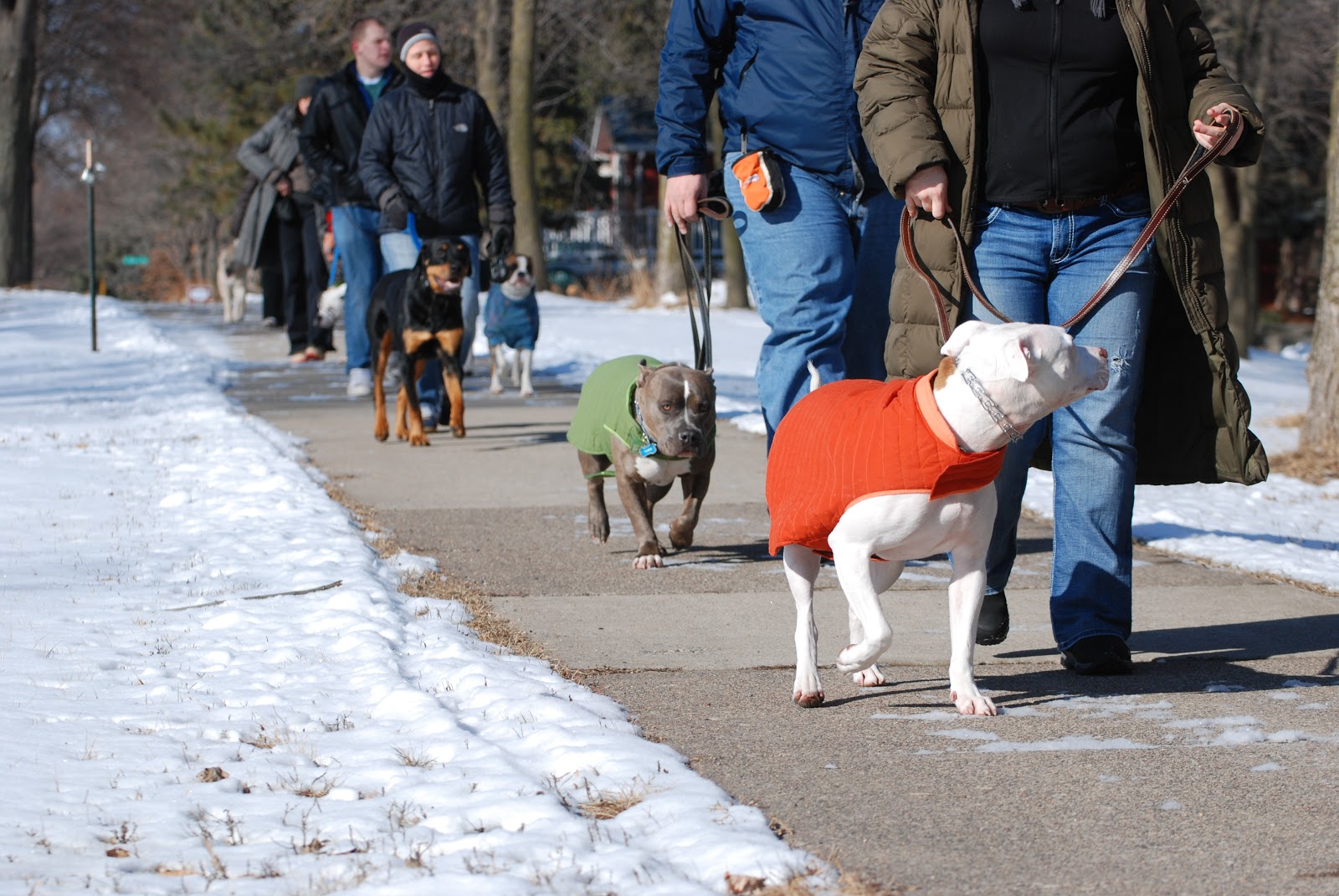 Twin Cities Pack Walk
