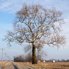 PlantsPedia: American Sycamore Tree
