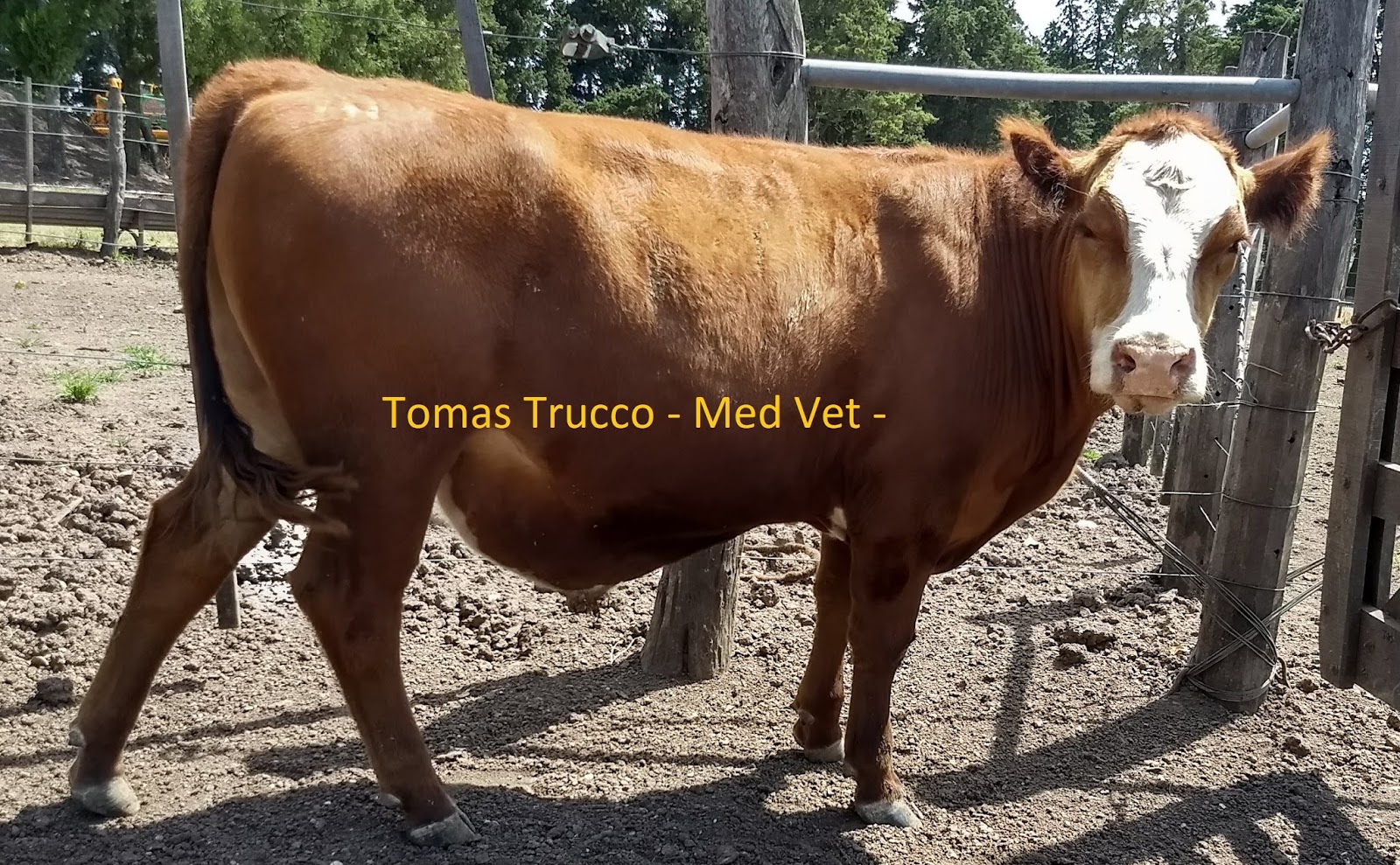 La FP Oreja Despuntadora Square-forma de 6 "de reconocimiento del ganado veterinarios Quirúrgica 