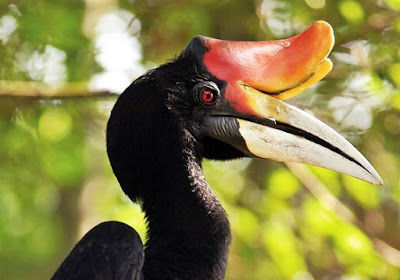 rhinoceros hornbill country rhinoceros hornbill country