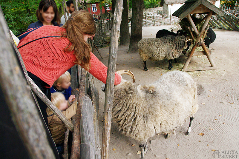 Gotland sheep at Skansens höstmarknad, photo by Alicia Sivertsson.