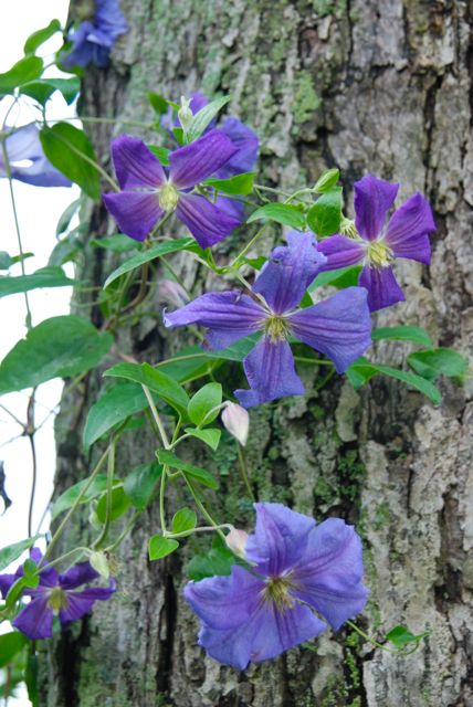 Clematis 'Perle d'Azur' has been blooming for about a month already in our zone 5..