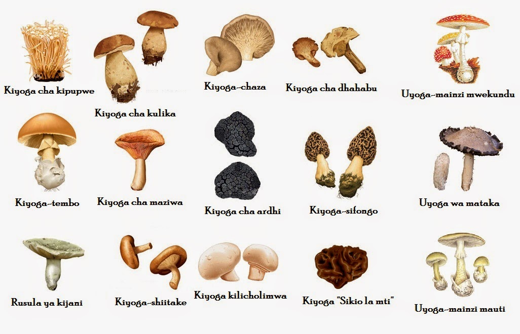 Swahili Land Aina za Viyoga (Types of Mushrooms)