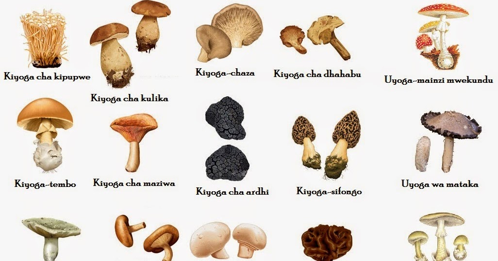 Swahili Land: Aina za Viyoga (Types of Mushrooms)