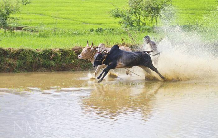 Festivals All Over The World: Maramadi – The Bull Race of Kerala