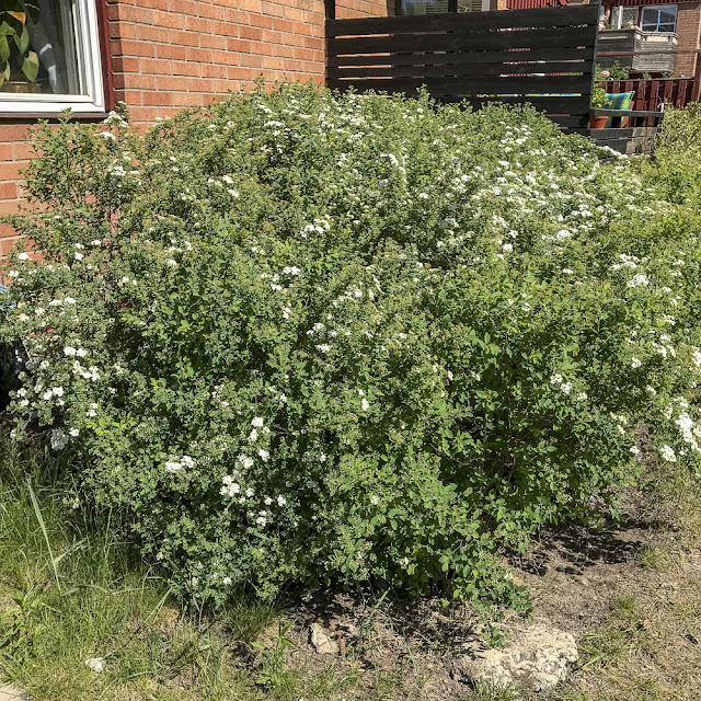 spirea spirea