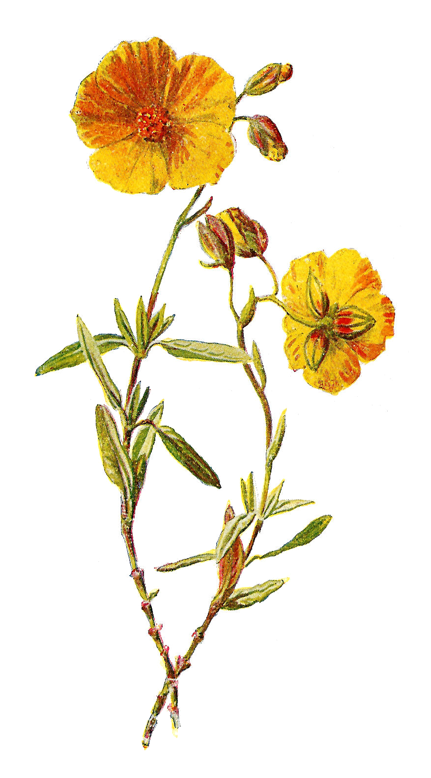 free clip art wildflowers - photo #22