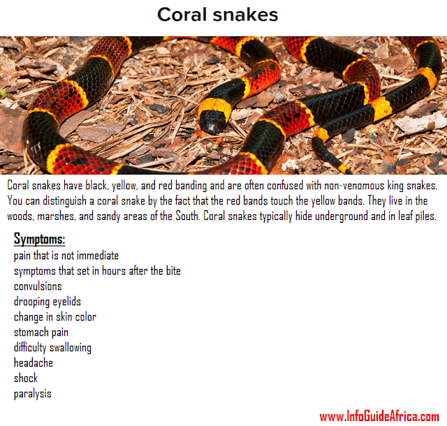 Health Snake Bites Types, Symptoms and Treatments Information