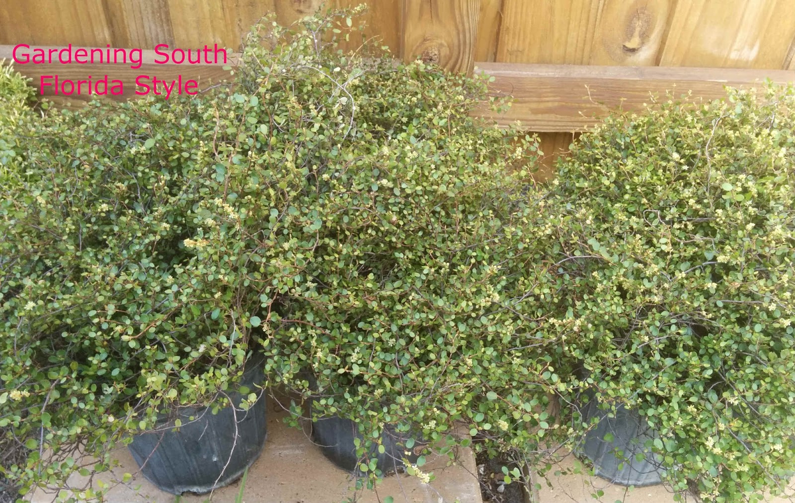 Gardening South Florida Style Ground Covers South Florida Style v.III