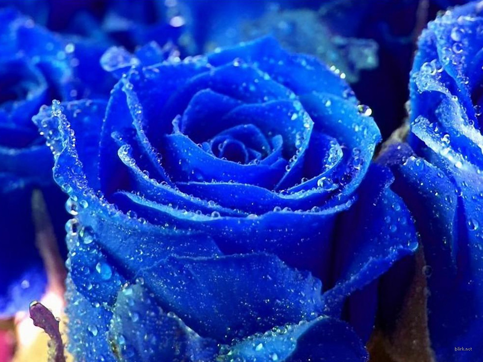 Pics obsession: Roses and Their Meanings