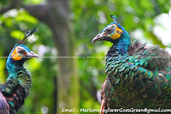 birds asian bird southeast wayfarer merlion goes bonding couples having aviary