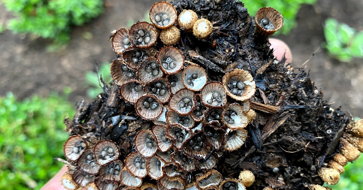 Terrierman's Daily Dose Bird’s Nest Mushrooms