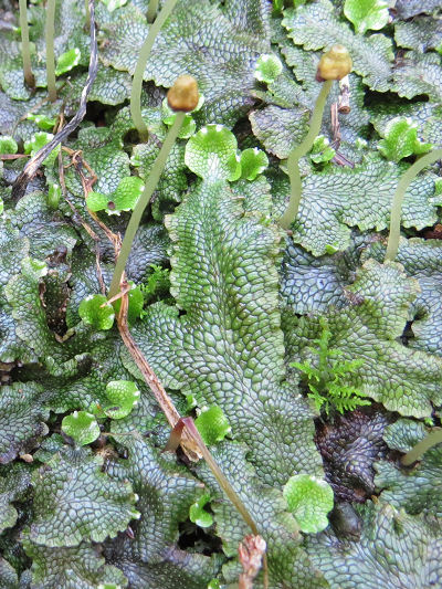 liverwort with archegonia or antheridia