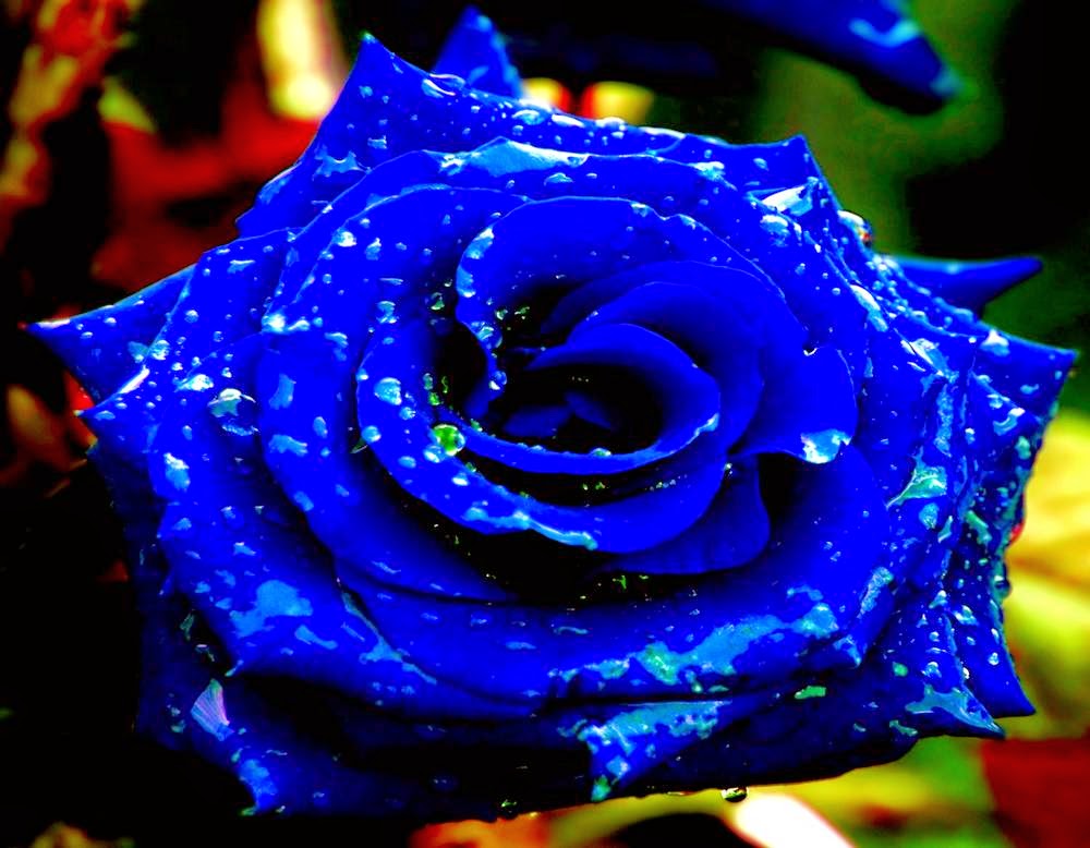 3d Water Drop Flower Wallpapers Free Download FREE ALL HD WALLPAPERS