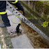 Θεσπρωτία: Επιχείρηση της Πυροσβεστικής για τον απεγκλωβισμό σκύλου που έπεσε σε φρεάτιο (+ΒΙΝΤΕΟ)