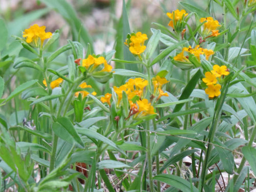 hoary puccoon