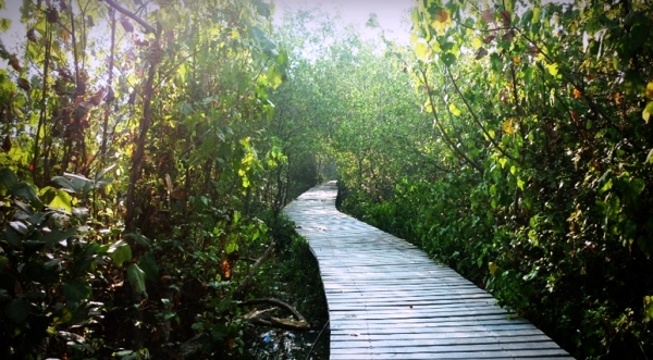 hutan mangrove wonorejo foto hutan mangrov wonorejo