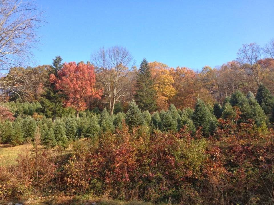 Cultured Carbon County The Soul of Beisel's Christmas Tree Hill (And