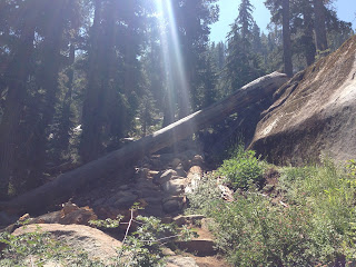 This deadfall is right across the trail.