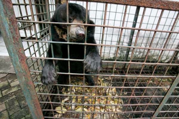 They Call This The “Zoo Of Death”. And Here's Exactly Why It Needs To Be Shut Down