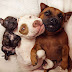 Two Rescue Dogs Are Helping Other Dogs In Need (10 pics)