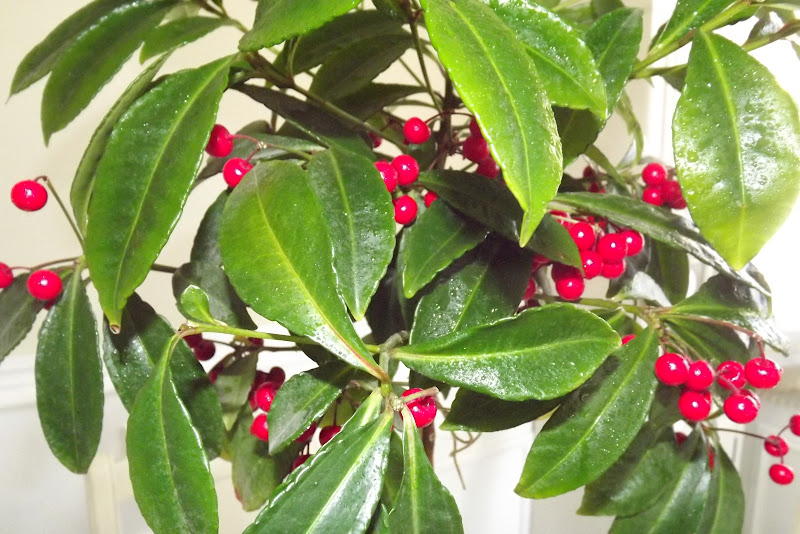 Un vergel en la ciudad: Mi Ardisia de bayas rojas