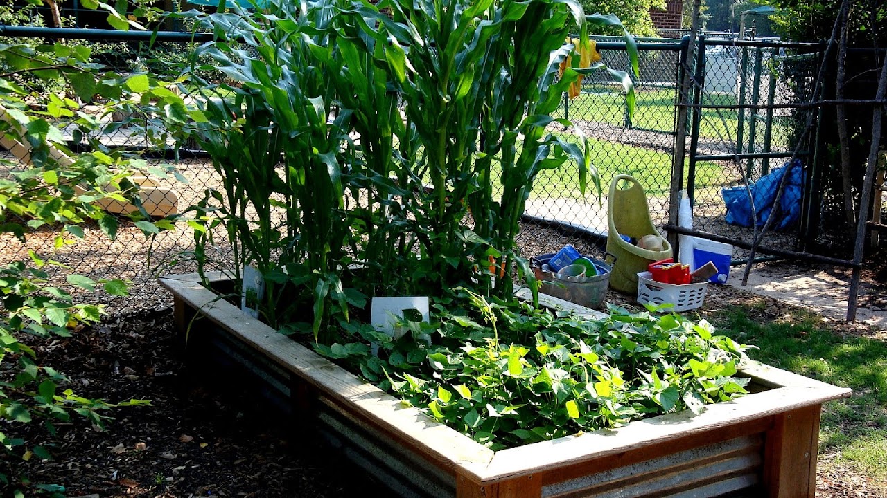 When To Plant Vegetables In Nc Vege Choices