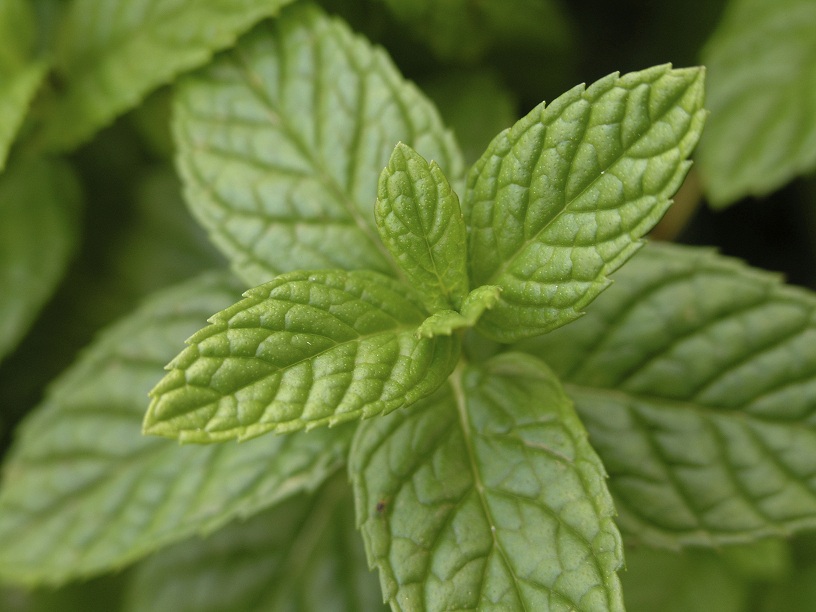 radiant-health-with-essential-oils-minty-fresh-fabric-softener-odor