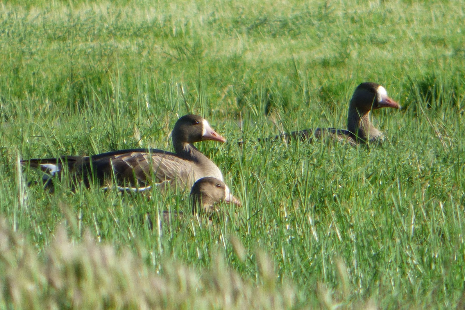 Geotripper's California Birds The Last Stragglers at the San Joaquin