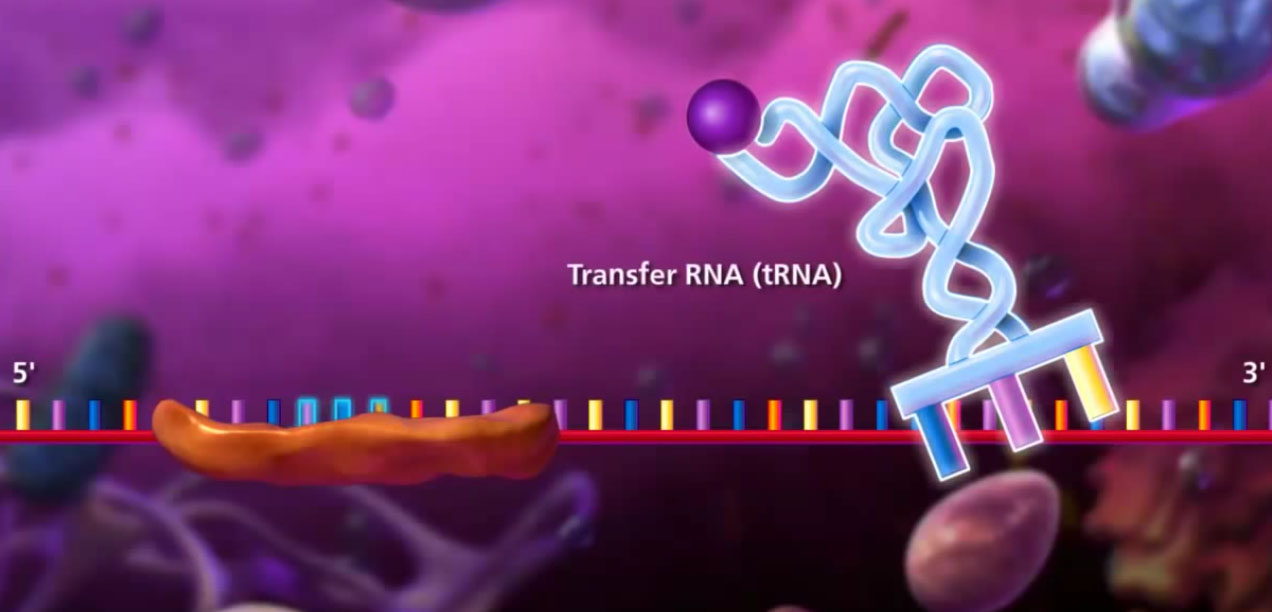 Соединение трнк с аминокислотой. ДНК анимация. ДНК gif. ДНК гифка. Синтез белка анимация.