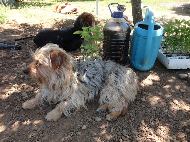 PERROS TUMBADOS A LA SOMBRA