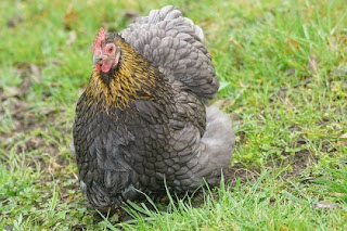 Ayam Chocin Dewasa