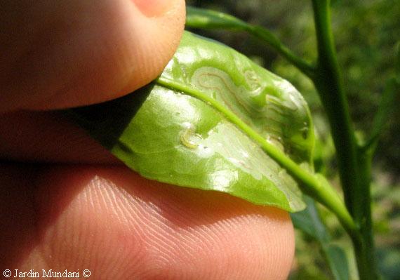 Future Is Written In Green Citrus Leafminer The Nature Learned To Citrus Leafminer In Underside Of A Leaf Mandarin Tree Very Affected The Middle July Year 2006 Plague Was At Algid Moment Its