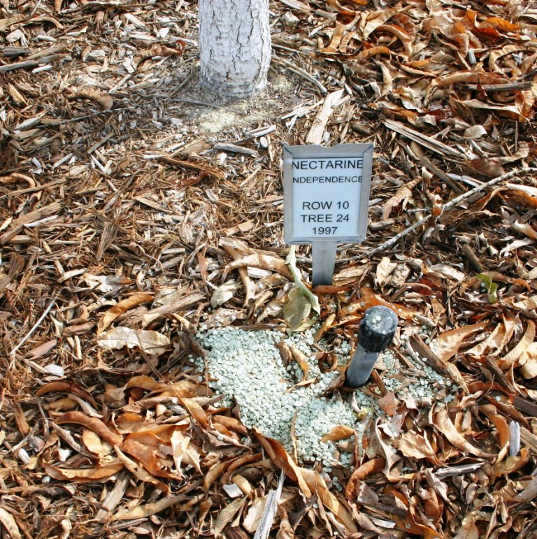 Xtremehorticulture Of The Desert Truth About Deep Root Granular Fertilizer Placed Next To A Bubbler In Wood Mulch So The Will Be Moved Roots By Water Coming From