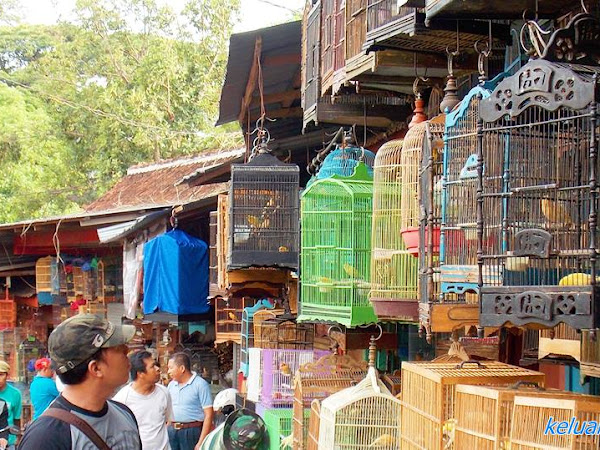 Pasar Burung Splendid: Destinasi Wisata Populer di Malang yang Nggak Mainstream