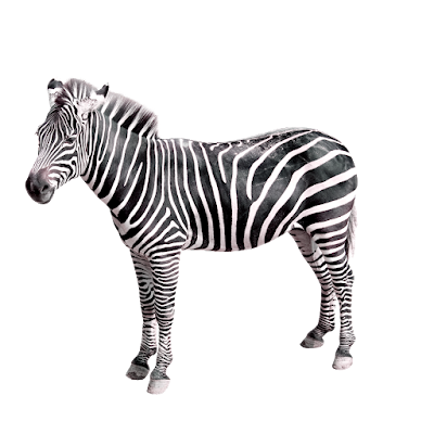 Zebra png (Transparent Background)
