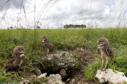burrowing owls florida underground trees habitat burrows living grassland creatures owl animals birds instead cartoon habitats lives dailymail southern wise