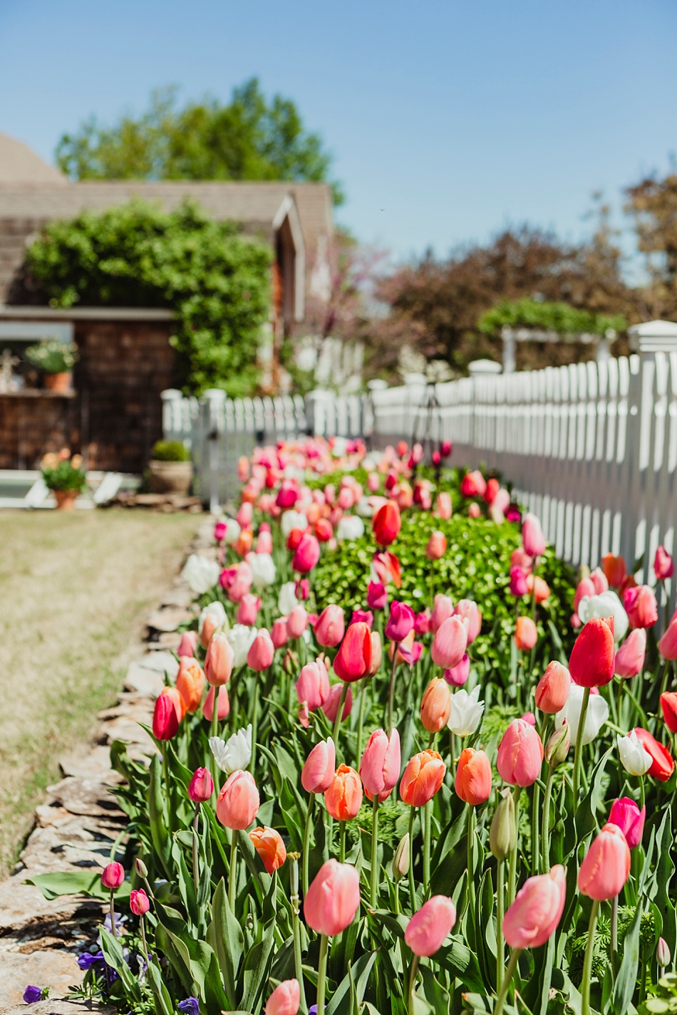Colorblend tulips spring at Oak Grove Garden Coweta OK Teresa Dawkins